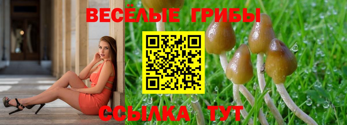 Псилоцибиновые грибы Psilocybe  Вход с VPN  Галлюциногенные грибы GOLDEN TEACHER  Новочебоксарск 